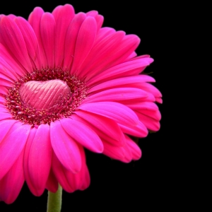 happy-valentines-day-pink-gerbera-with-a-heart-of-chocolate-1